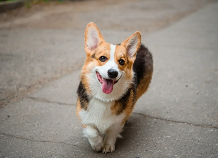 Порода имеет значение: какие собаки легче всего обучаются?