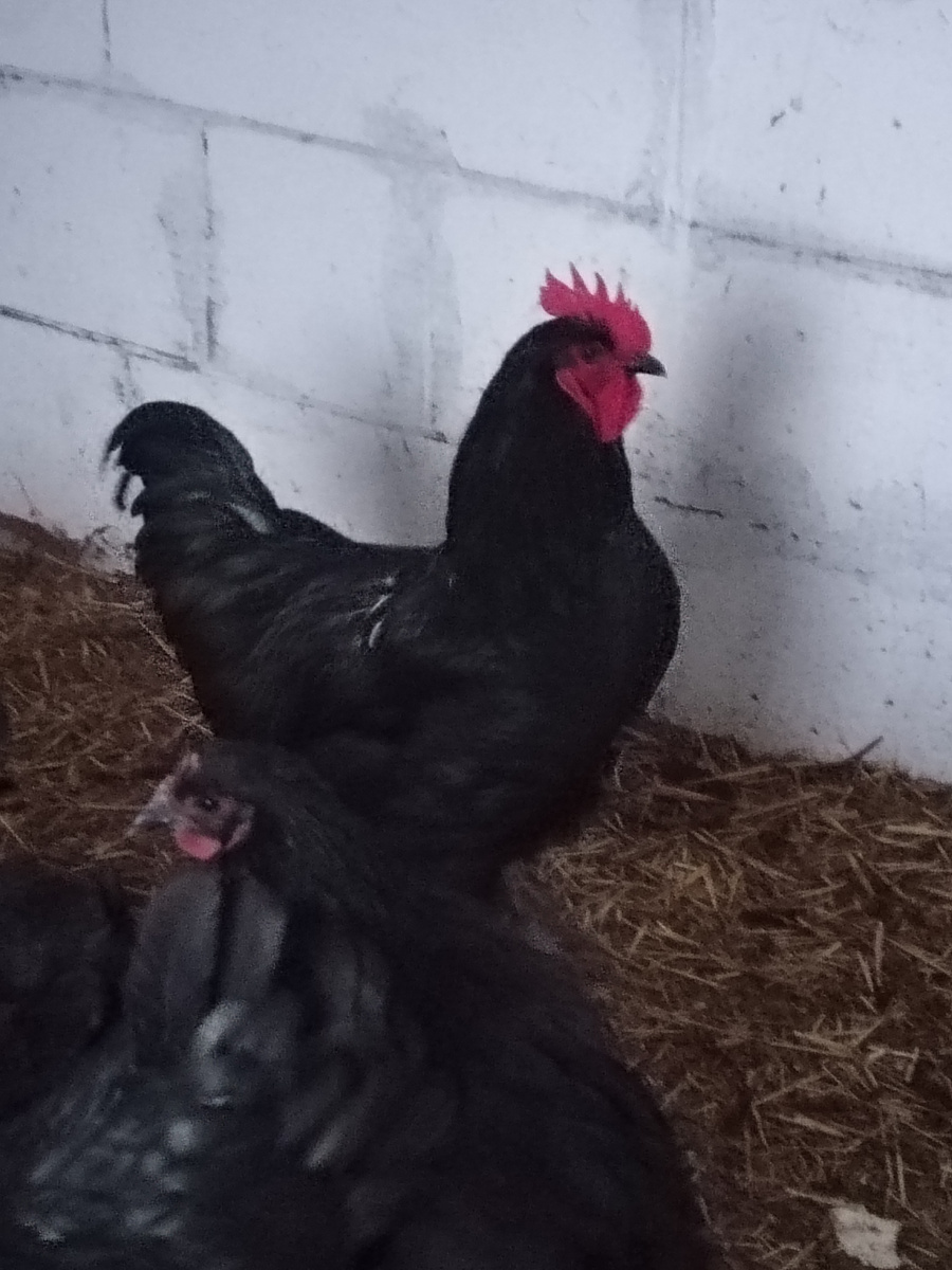 Джерсийский гигант 