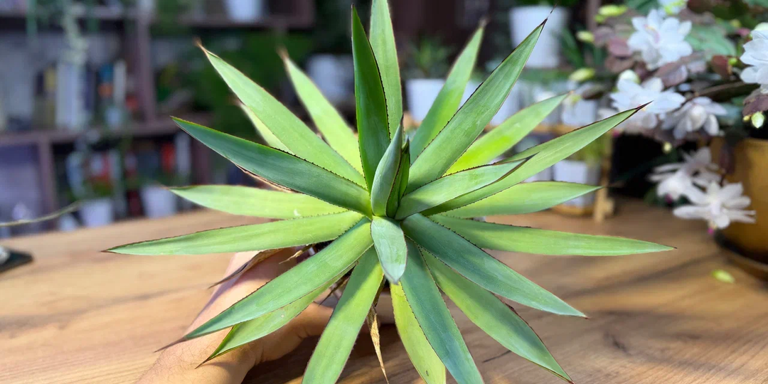 Цветоводы за это меня осуждают: «не пересадка, а издевательство»