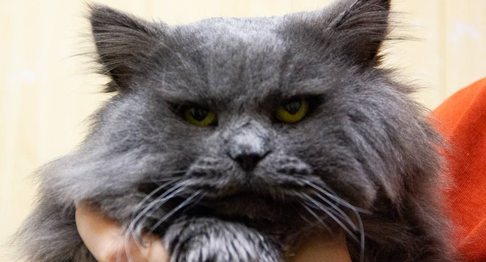 🐈⬛ Его зовут Пух! 😻