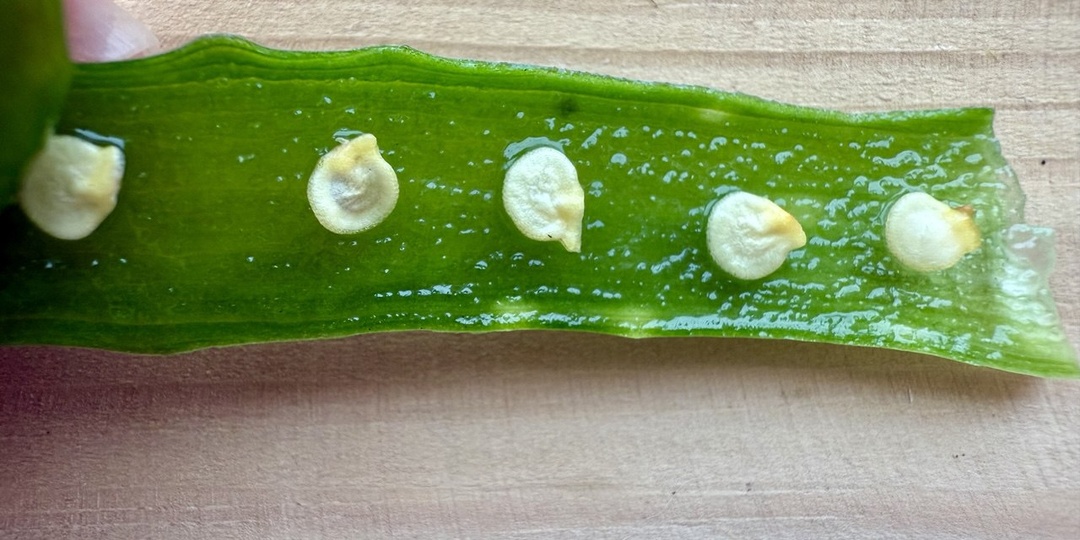 🍵Замачивание семян в соке алоэ: естественный старт для крепких всходов