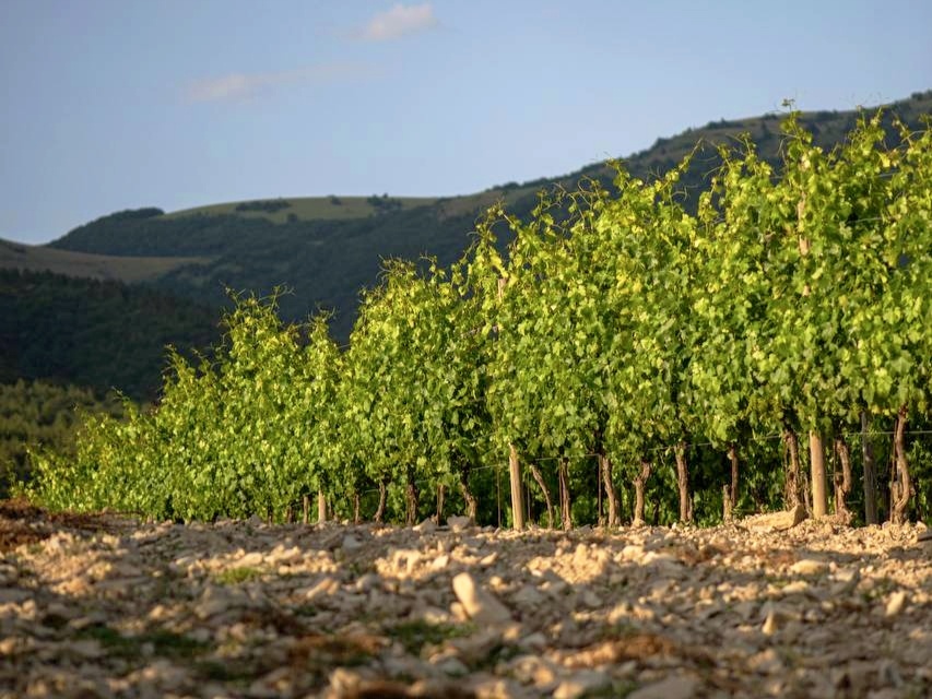 Усадьба Маркотх раположена в окрестностях Геленджика