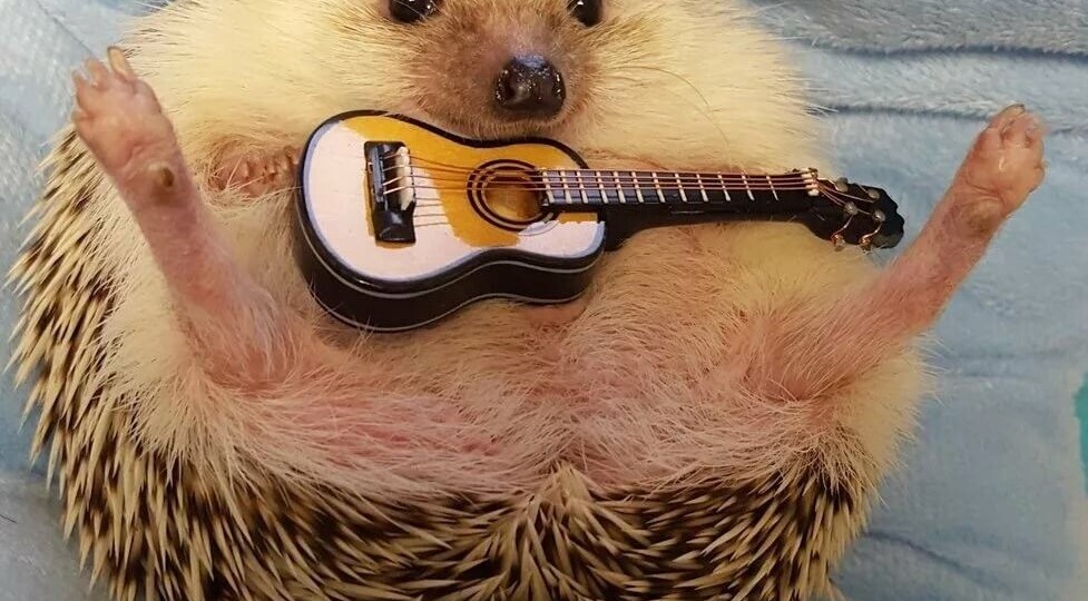 Загадочный мир маленького колючего друга