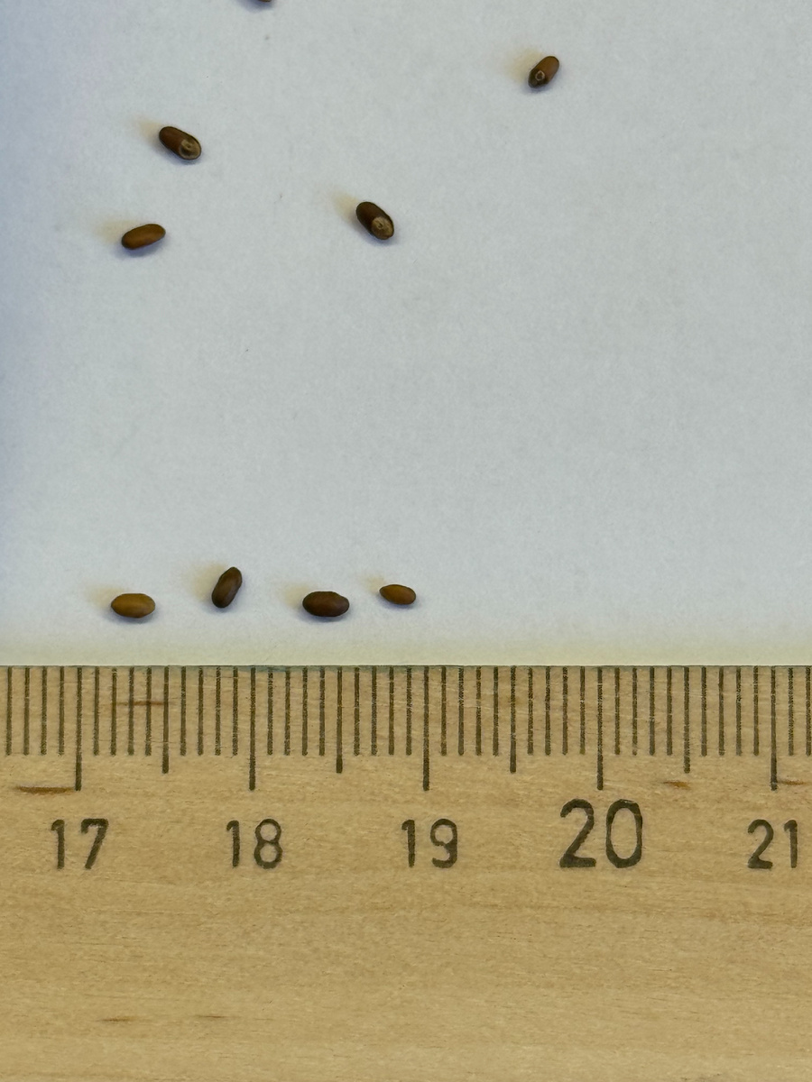 Семяна розмарина