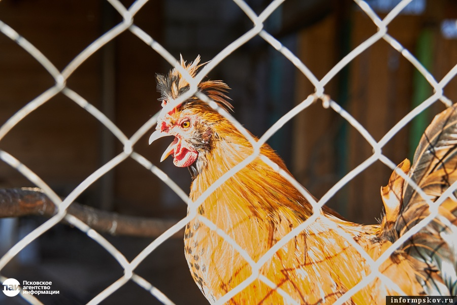 Фото: Дарья Хваткова / ПАИ