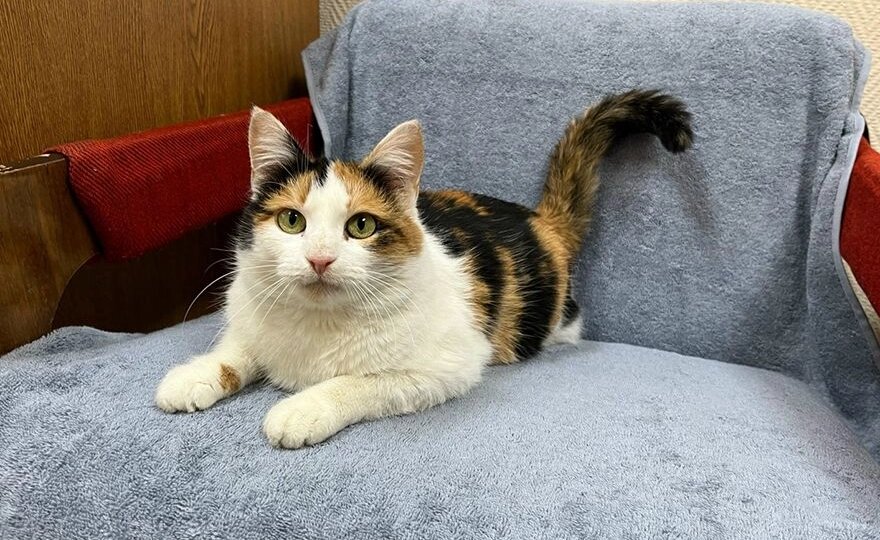 Трехцветная кошка на удачу: Ищем дом для Лики