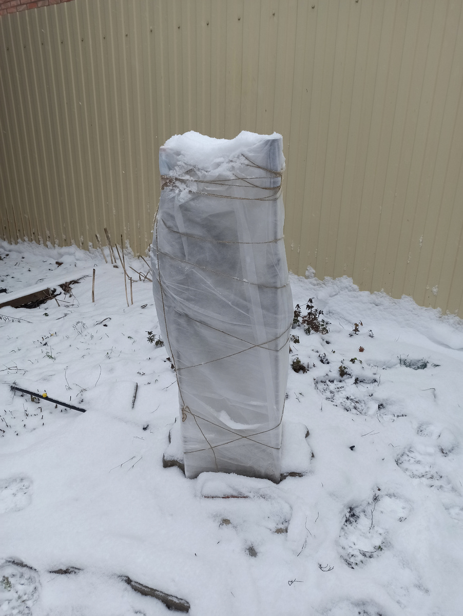 Вот так сейчас выглядит роза под укрытием, у нас выпал снег)