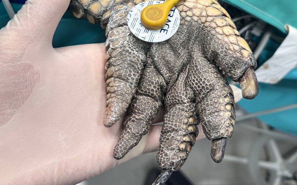 Иллюстрации:  https://vk.com/balu62r?w=wall-52667250_1316&ysclid=mkarri3u9j593398950