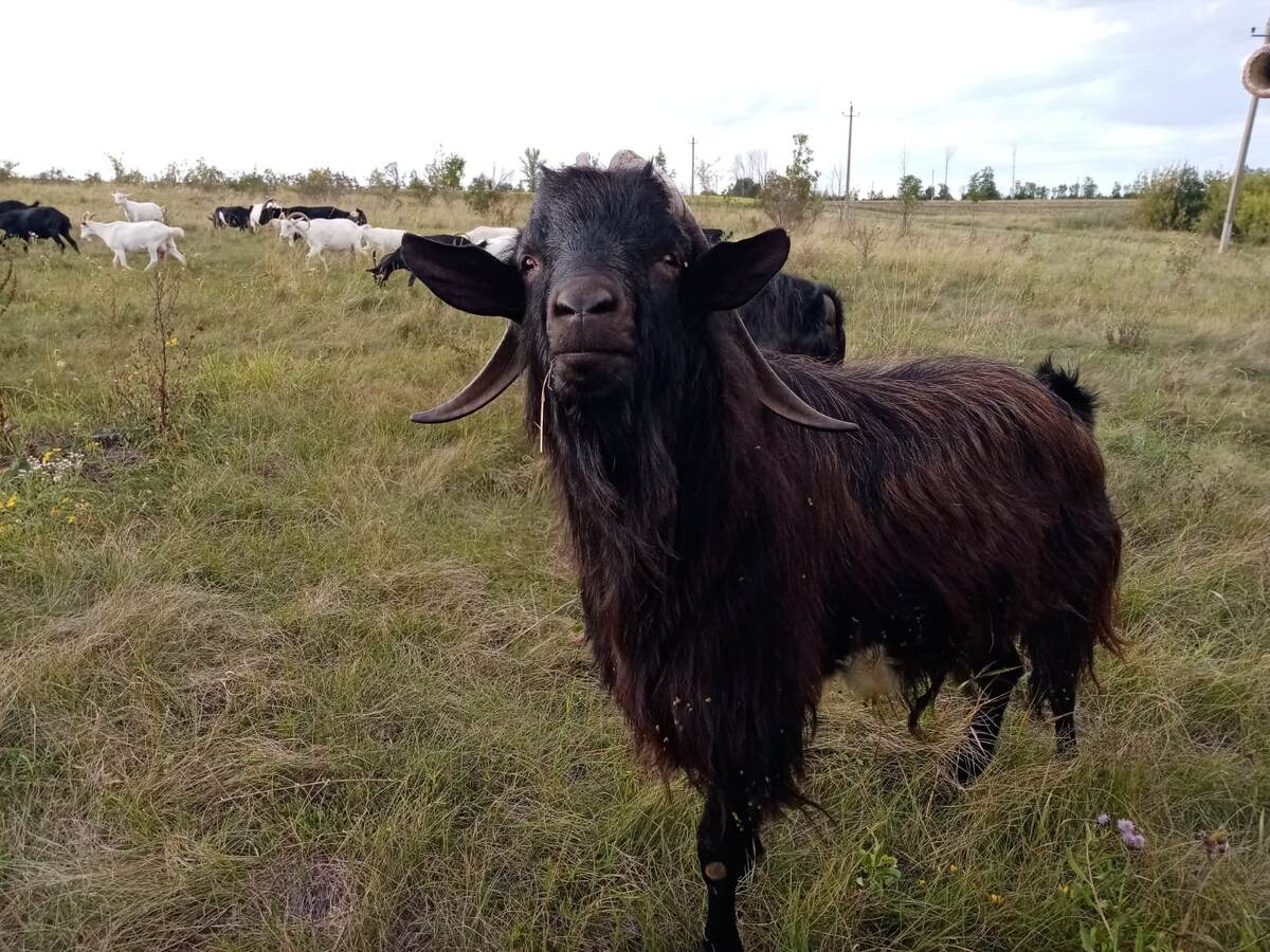 Ещё не давно у нас было 2 козла отец и сын. Молодой ходил за папкой по пятам.