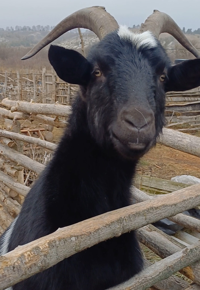 Вот такие заборы куда крепче обычных досок. А на фото милый козлик Сефард