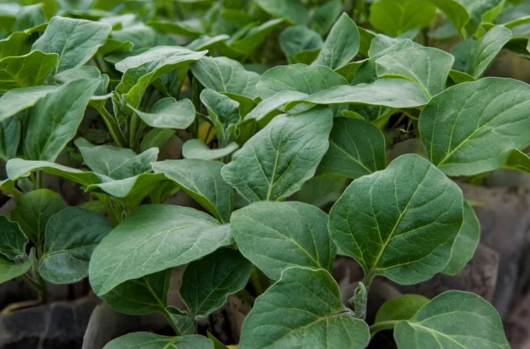 Почему рассада гибнет? Разбираем частые причины и способы спасения. Фото автора