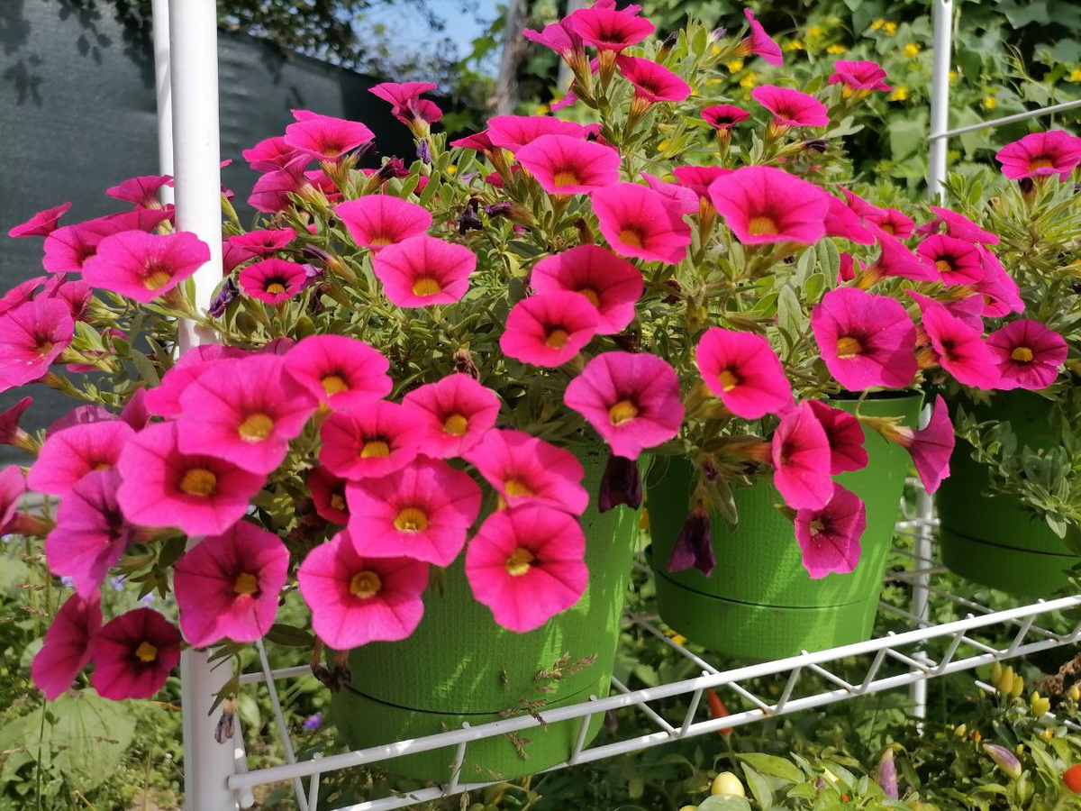 Калибрахоа Каблум Черри, фото автора