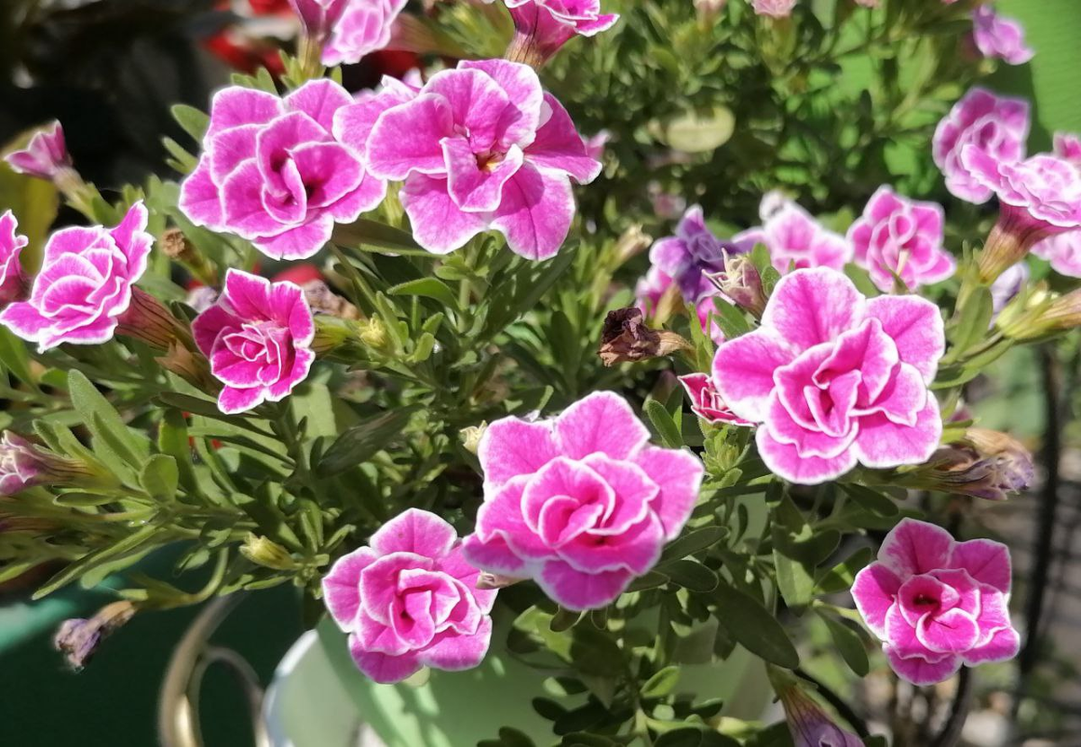 Калибрахоа СуперБелс Свит, фото автора