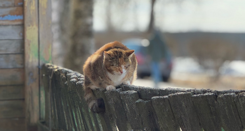    Фото progorod43.ru