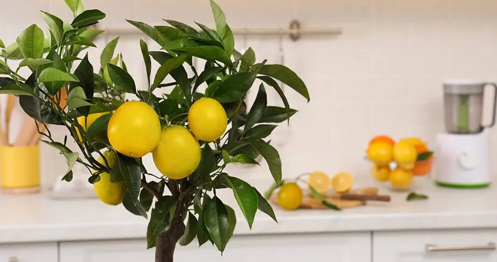 Комнатный лимон: секреты полива и подкормки для ароматных плодов