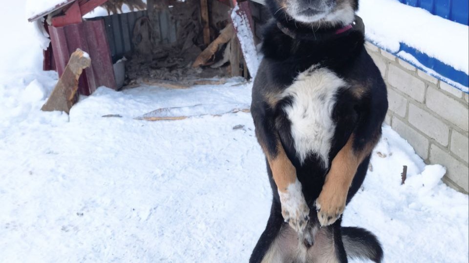 День добра для замерзающих лапок