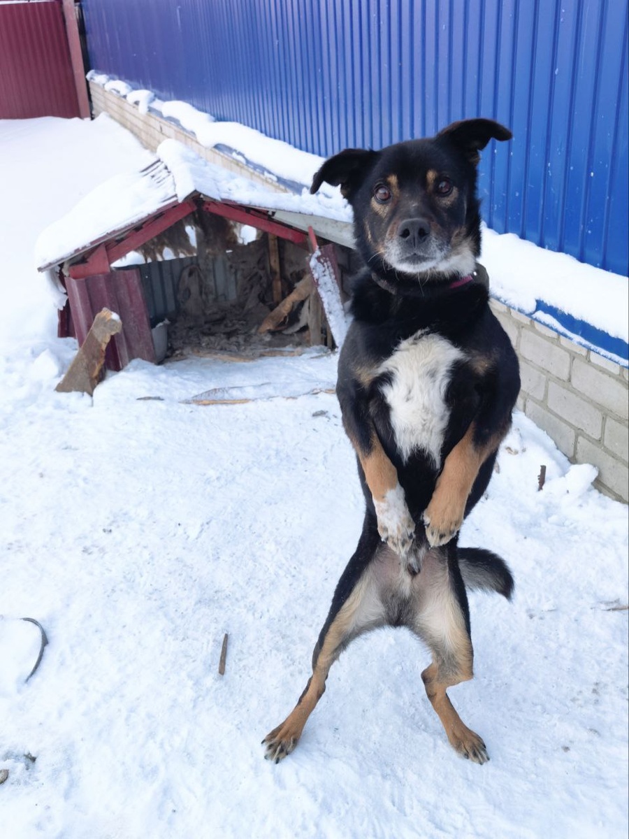 Хозяин три года назад уехал в италию. Фото из архива автора