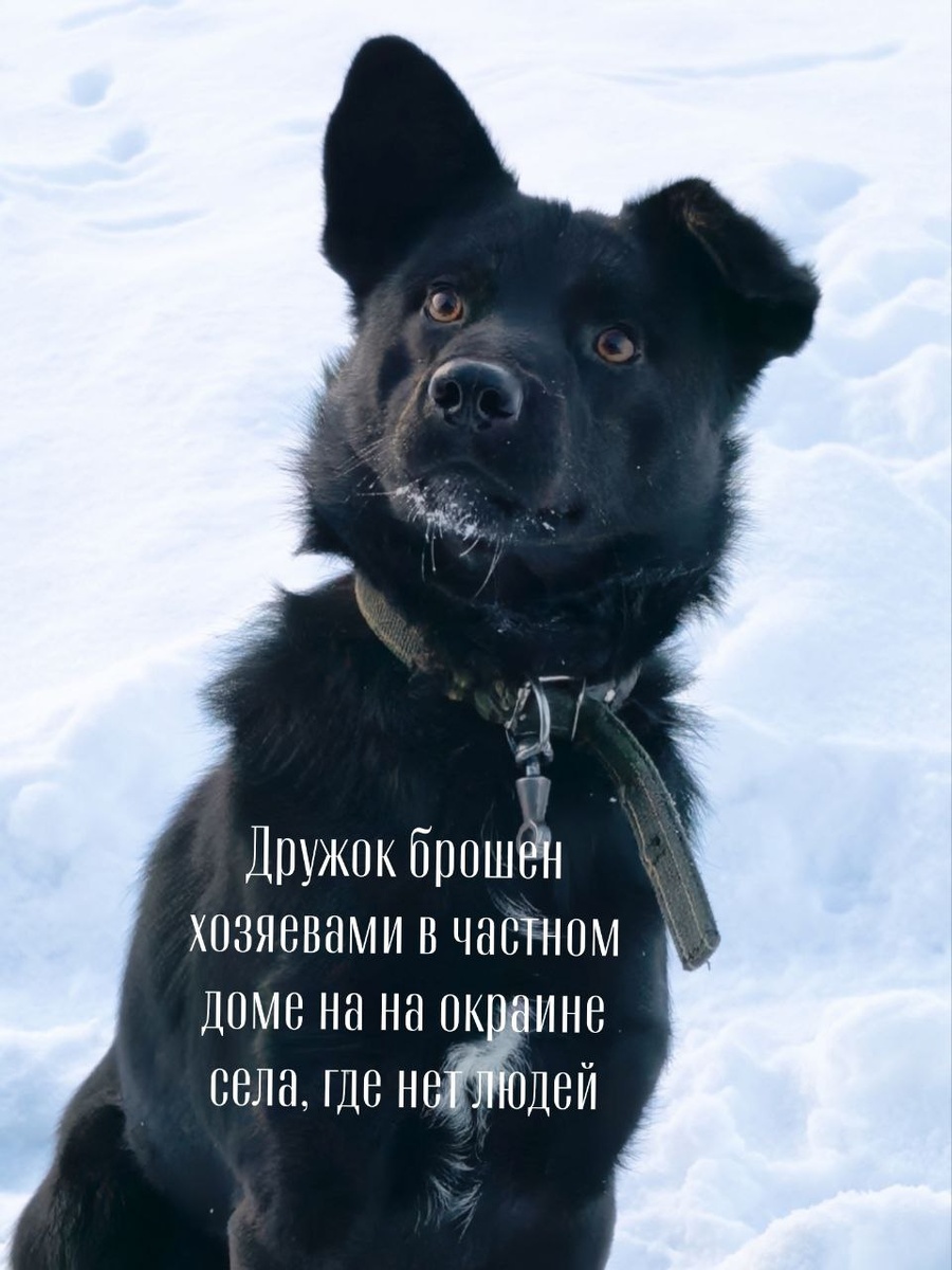 А это Дружок из прошлой статьи, который не поместился в квартиру, поэтому доживает в пустом дворе. Фото из архива автора