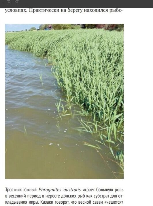    Простой пример — исчезают заросли так называемого камыша, на самом деле это южный тростник   ЮНЦ РАН