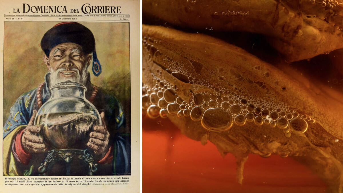     Фото: l i g h t p o e t/Shutterstock/FOTODOM/Wikimedia Commons По легендам, комбучу стали готовить в эпоху династии Цинь, около 220 гг. до н. э.