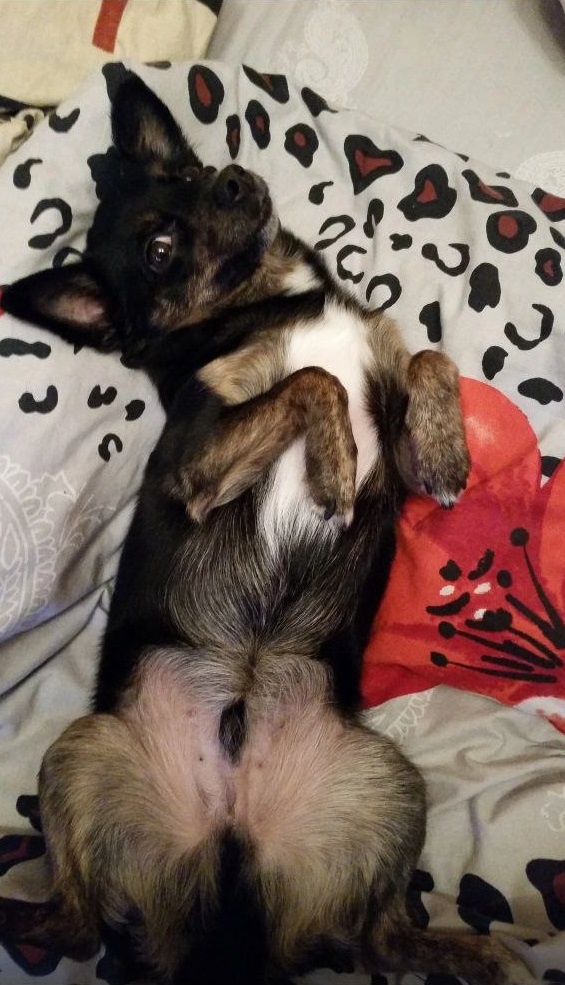 Рич великолепный