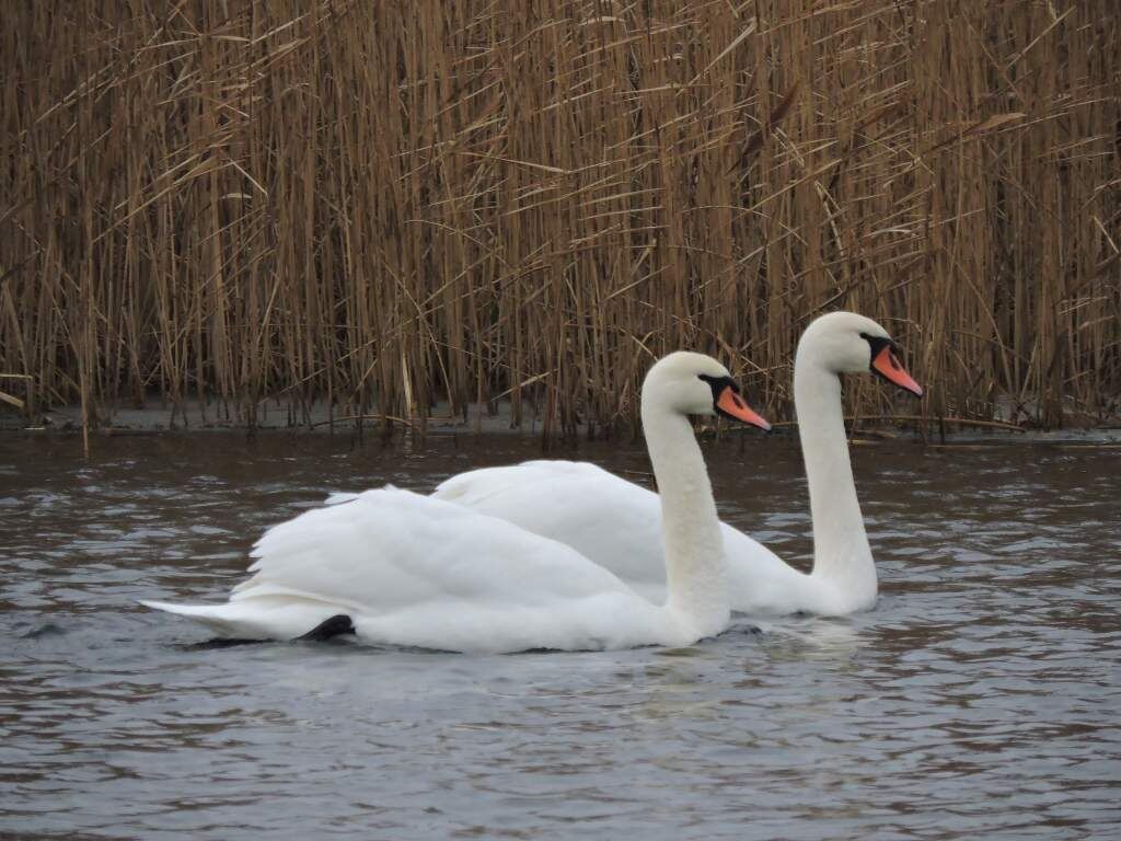    Фото: Птицы города Курска