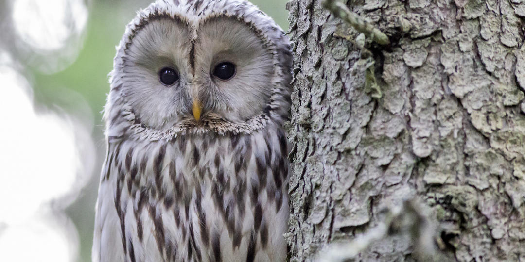 Конец уличным фотосессиям с дикими животными? Первые шаги сделаны!
