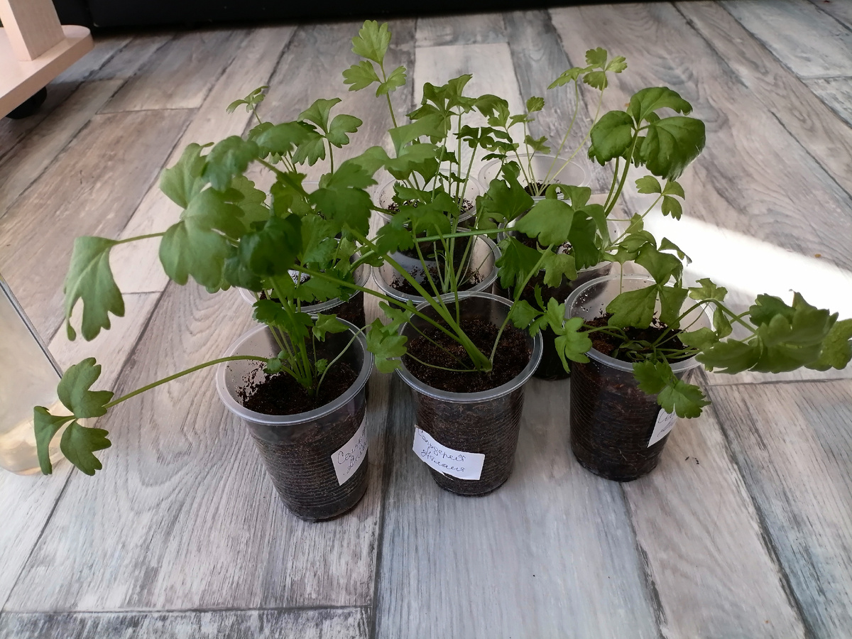 Вот так выглядел мой сельдерей, это фотографировала кому то из крайних покупателей 