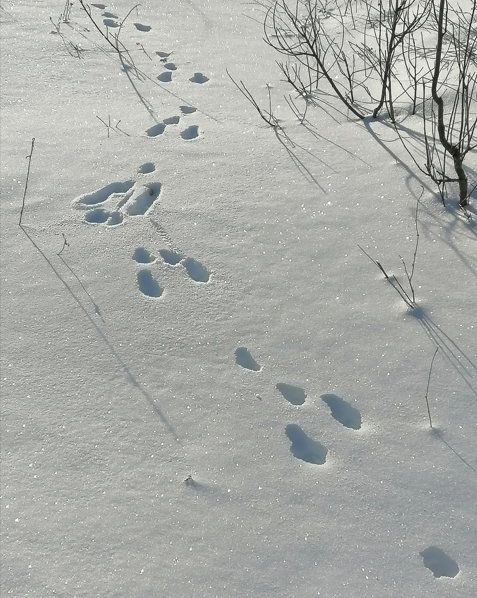 Опять заяц где-то рядом поселился. 