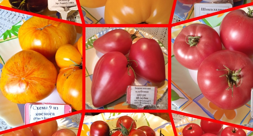 Снега в теплицу