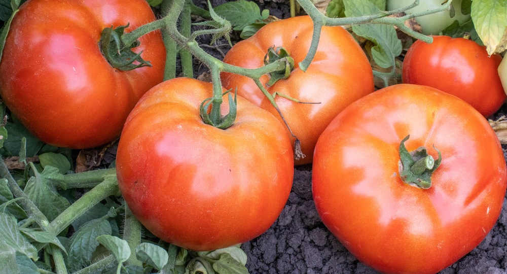 Томаты для УРОЖАЯ, а не для стресса. Что посажу я и что советую вам