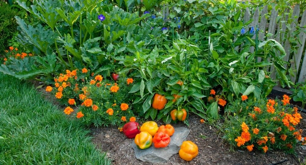 Сад, огород и цветник на крохотном участке
