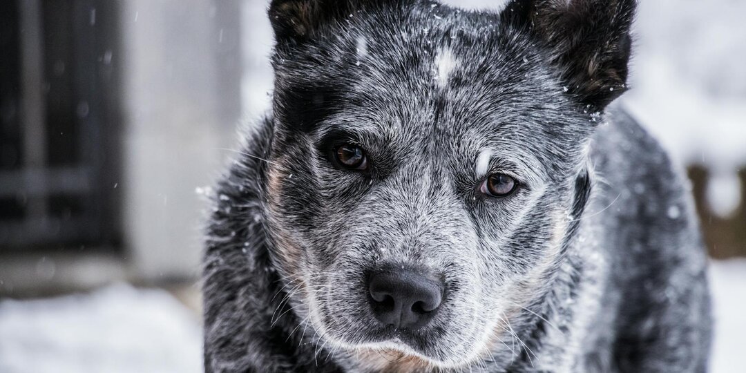 Нашли друг друга