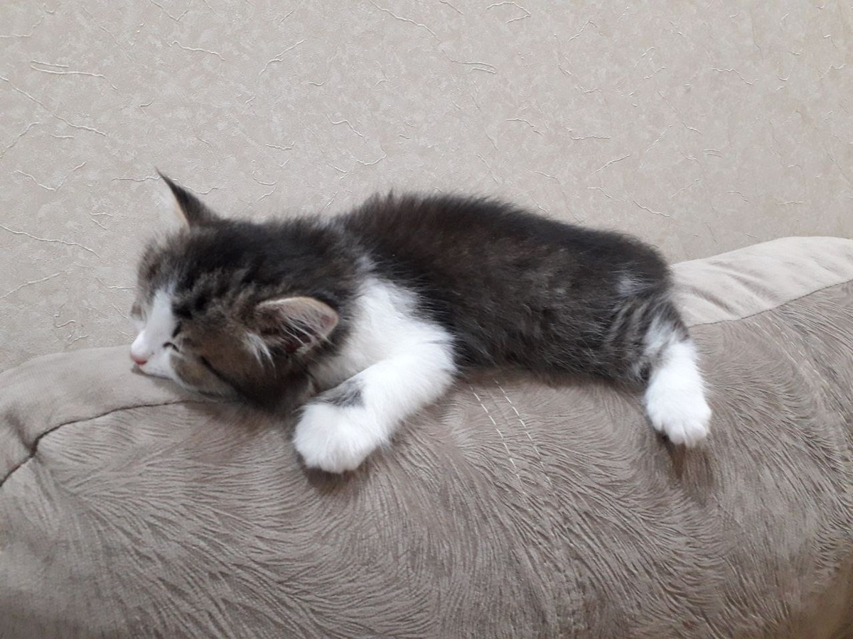 Маленькая Феня