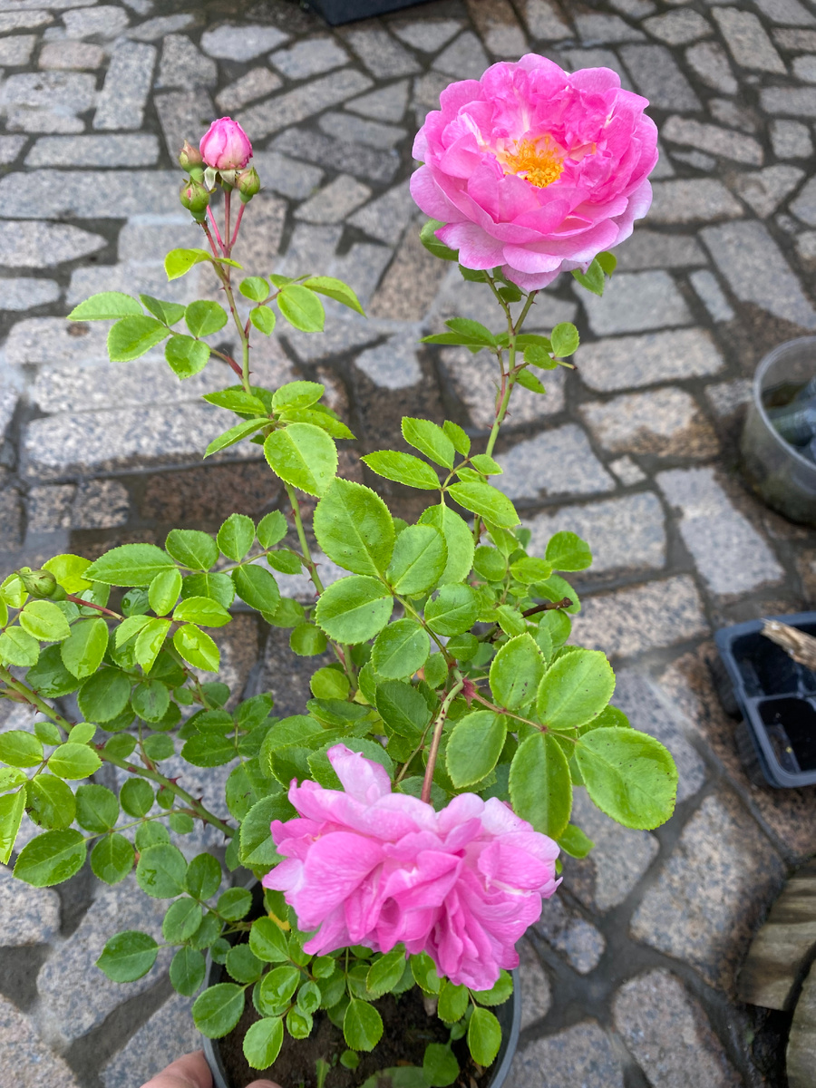 Роза Жасмина, 2024, первый год цветения, еще не высажена, фото автора