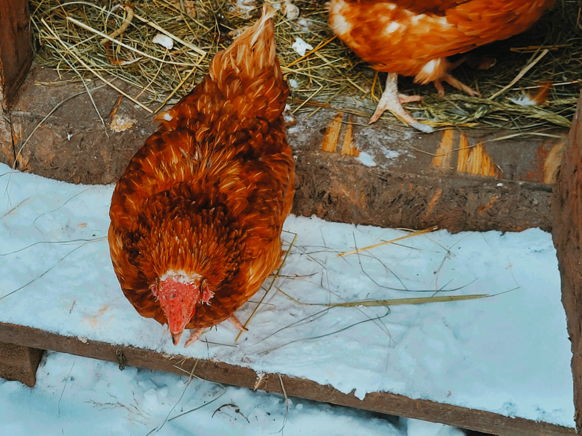 Постояла на ступеньке и пошла опять в курятник.