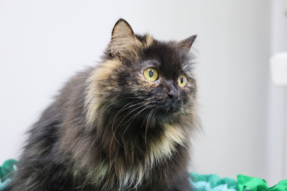 Однажды сказка оказалась жестоким обманом. Сафиру вернули.