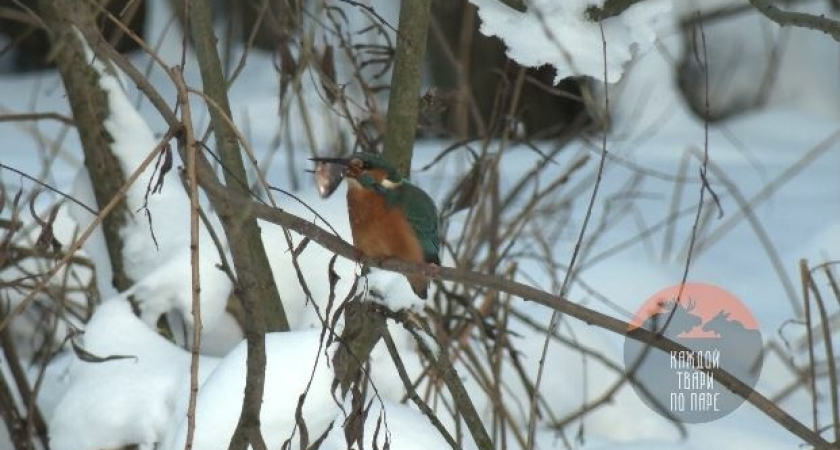    Фото: скриншот видео Telegram-канада «Каждой твари по паре»