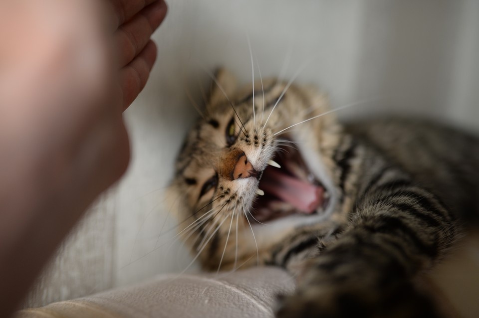    Если обнаружат новых больных животных, срок карантина продлят Олег РУКАВИЦЫН