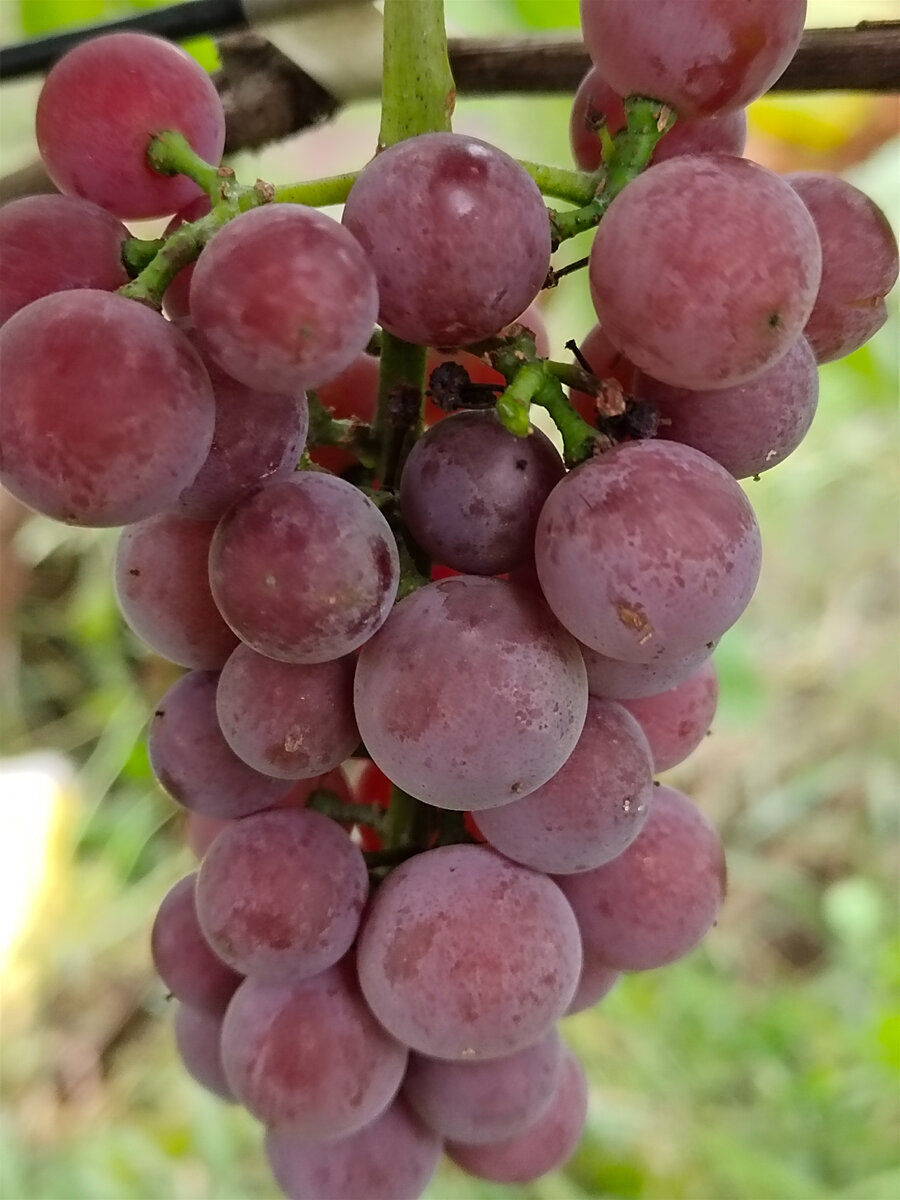 Ягоды Тиклед пинк. Первое плодоношение пару лет назад   