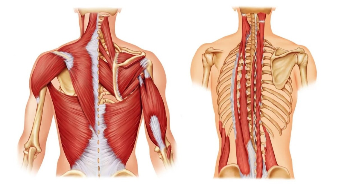 Глубокие постуральные мышцы спины (справа) расположены под множеством слоев поверхностных двигательных мышц (слева)
