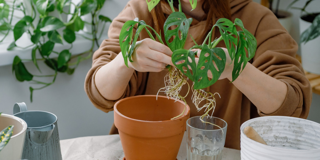 Размножение комнатных растений: 12 ошибок, которые губят даже самые живучие цветы