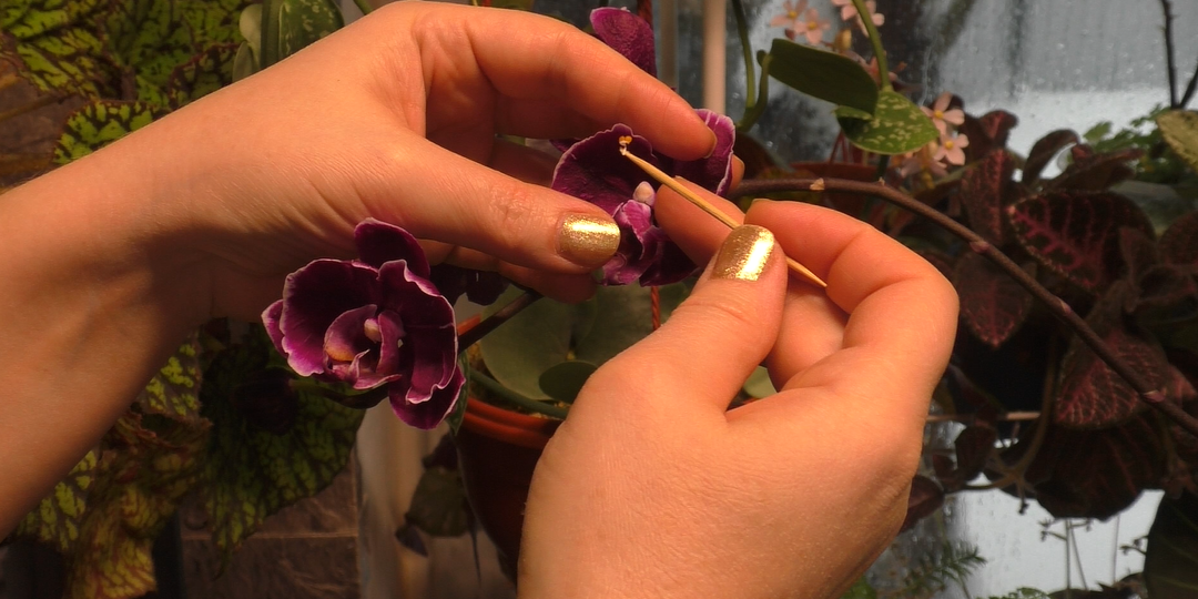 Опыление орхидей фаленопсис в домашних условиях.