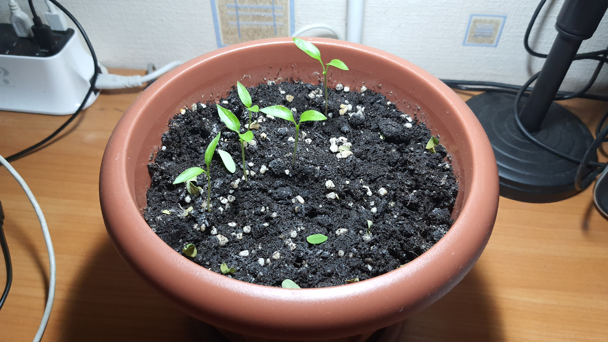 За несколько дней до финиша...