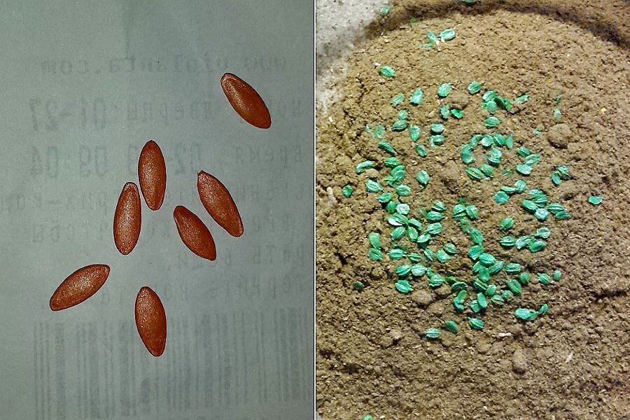 Такие обработанные семена не замачиваем!