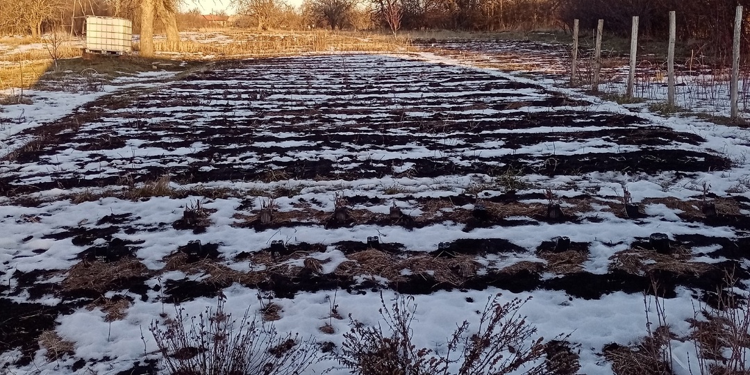 Как зимуют саженцы в горшках