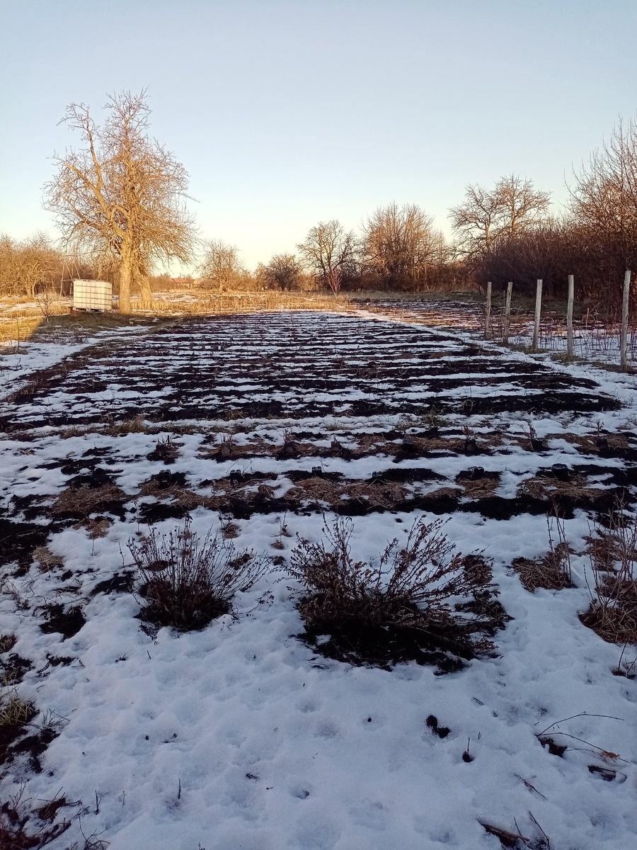 Март 2025 года. Горшочки отлично перезимовали!