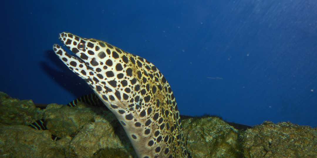 Показы в дзене зависят от подписчиков, активности и темы канала. Рассказываю на примере двух своих каналов. Часть 1: подписчики и активность