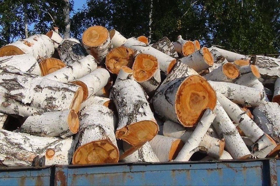    Ущерб лесному фонду оценили в 300 тысяч рублей. Фото: пресс-служба прокуратуры по Новосибирской области.