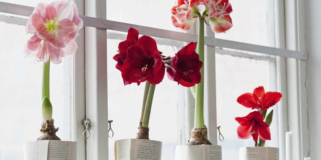 Амариллис или гиппеаструм? Почему эти цветы путают веками и как отличить их с первого взгляда